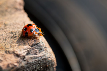 red ladybird on wood.Ladybird closeup on a wood.ladybug on leaf.Ladybug on green leaf defocused background.