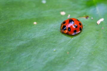 red ladybird on wood.Ladybird closeup on a wood.ladybug on leaf.Ladybug on green leaf defocused background.