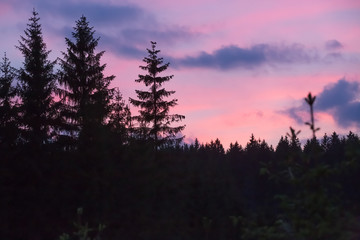 Obraz premium Erzgebirgswald