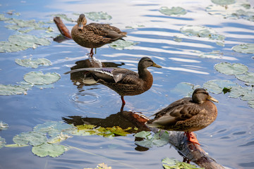 ducks on the lake