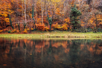 Obraz premium Forest in beautiful fall autumn colors reflected in the still waters of a calm lake in Wales, UK