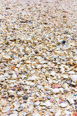 background of seashells colored