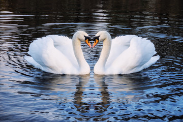 Romantic two swans on a lake, symbol heart shape of love © Stephen Davies
