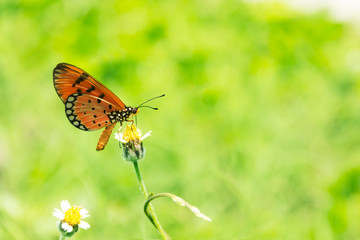 Beautiful Plain Tiger butterfly perching on flower