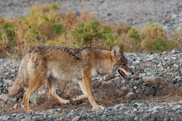 Coyote walking through rocky rugged terrain in death valley national park