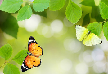 butterflies and green leaves;nature background