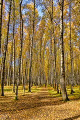 The person goes along the autumn avenue