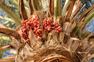 Detail of a Date Palm with Red Fruits