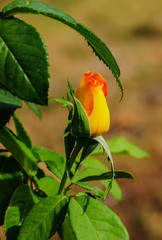 Tea rose garden. Morning dew on rose petals.