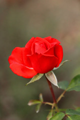 Beautiful red rose in a garden in the summer