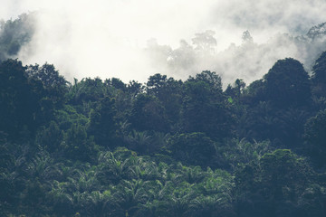 Obraz na płótnie Canvas view of tropical forest with lake, Thailand