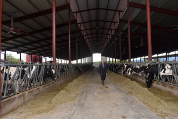 farmer working in cow farm