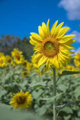Sun flower and blue sky  with white cloud background.A yellow flower in fields.Beautiful sun flowers.