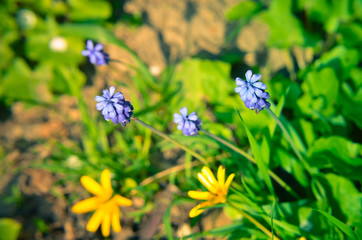 Spring flowers muscari at spring closeup