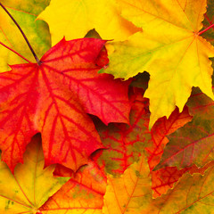 Naklejka na ściany i meble Beautiful Nature autumn Background with colored maple leaves