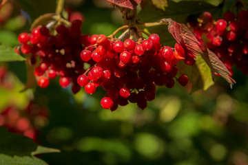 A branch of Viburnum opulus with red berries on the background of blurred green foliage. Natural concept for autumn design