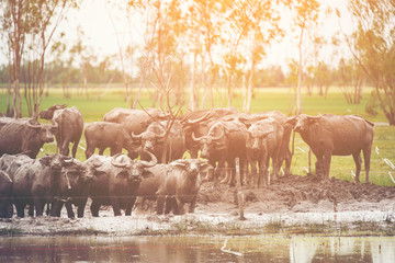 Buffalo farming in the field of Thailand..