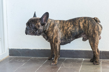 French Bulldog Brindle color portraiture in a domestic background.