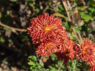 Chrysantheme des jardins (Chrysanthemum grandiflorum) coloré rouge saumon