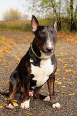 English Bull Terrier male sitting on a country road among golden autumn leaves