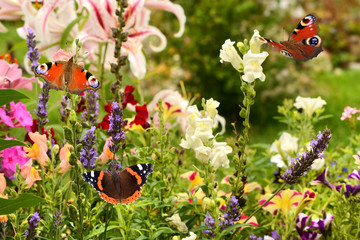 Schmetterling 506 © K.-U. Häßler