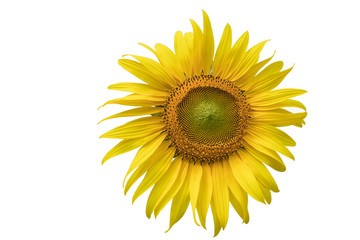 Sun flower in isolate white background with clipping path.