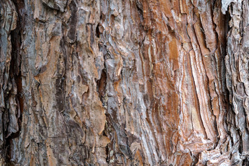 Bark wooden texture.Wood  Backgroud. Copy space