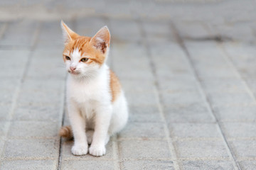 little kitty sitting on a pavement looking ahead