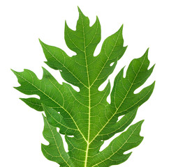 papaya leaf isolated on white clipping path