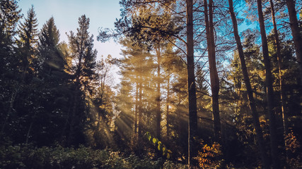 Autumn forest with beatiful falling sun rays in Saint Petersburg province Otradnoe