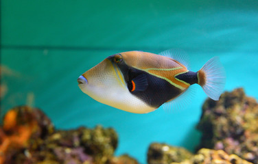 Fototapeta na wymiar Lagoon triggerfish Coral reef Clown