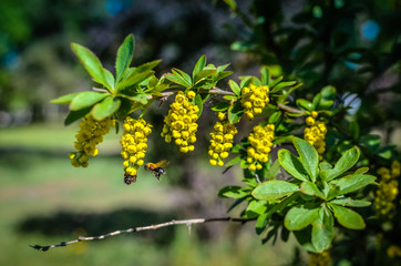 Yellow flowers of barberries Ilicifolia on bush
