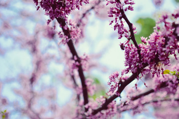 Purple Spring Blossom. Cercis Canadensis or Eastern Redbud