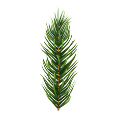 One single realistic spruce or pine branch leaf. Vector illustration.