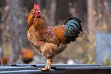 Beautiful Rooster on nature background