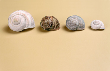 Four Snail Shells on a Sand Colored Background