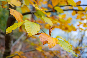 Bäume mit buntem Herbstlaub