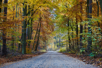 Obraz premium Herbst in der Schorfheide