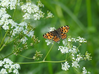 Rusałka kratkowiec- Araschnia levana-forma wiosenna