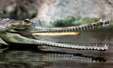 Gavial