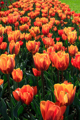 Beautiful bright tulips glowing in sunlight