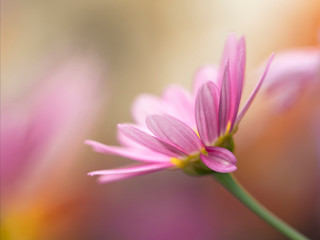 pink anemone in a blurry background