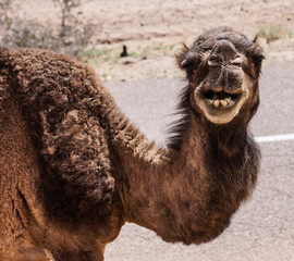 camel