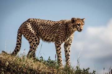 Cheetah