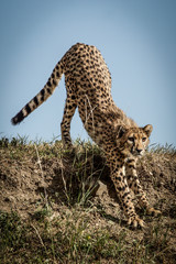 Cheetah