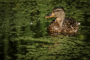 Fototapeta premium duck