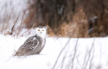 Cercles muraux Hibou Snowy owl (Bubo scandiacus) standing in a snow covered field hunting in Ottawa, Canada