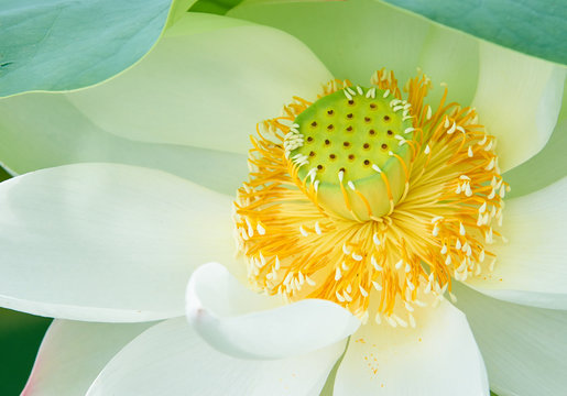 食用蓮 Photos Royalty Free Images Graphics Vectors Videos Adobe Stock