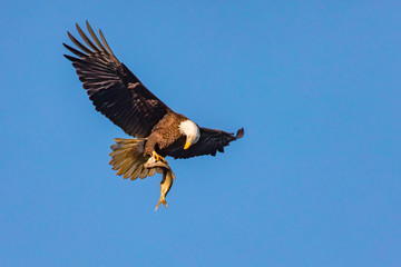 Eagle checking his fish in flight