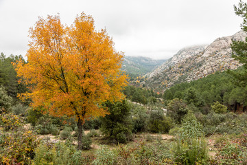 Autumn colors in the leaves of the trees in La Pedriza, in the Regional Park of the Manzanares of Madrid